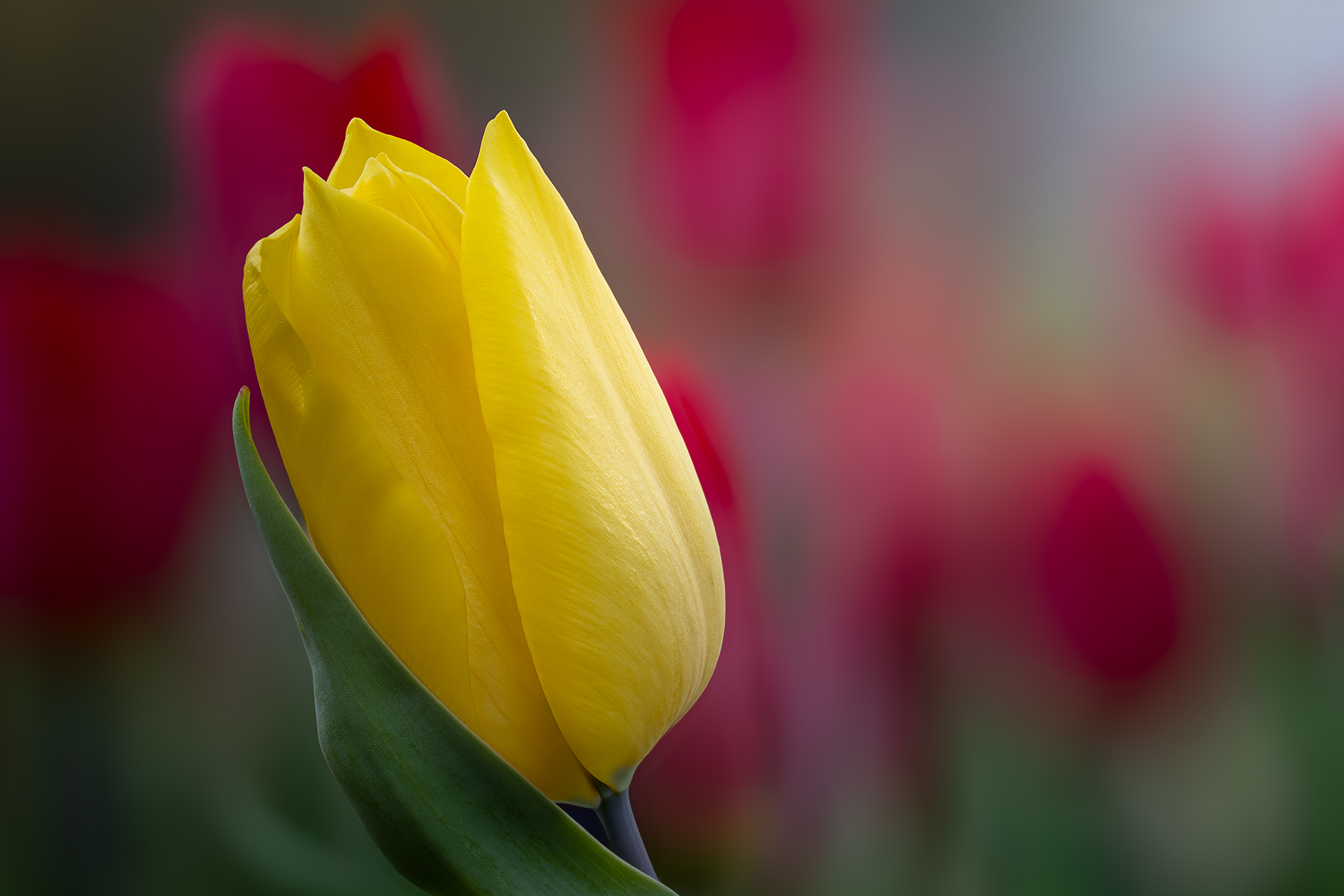 Tulipani & Narcisi