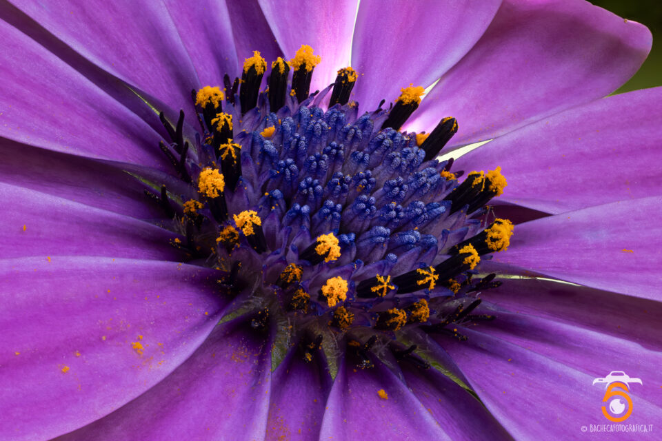 Foto Macro