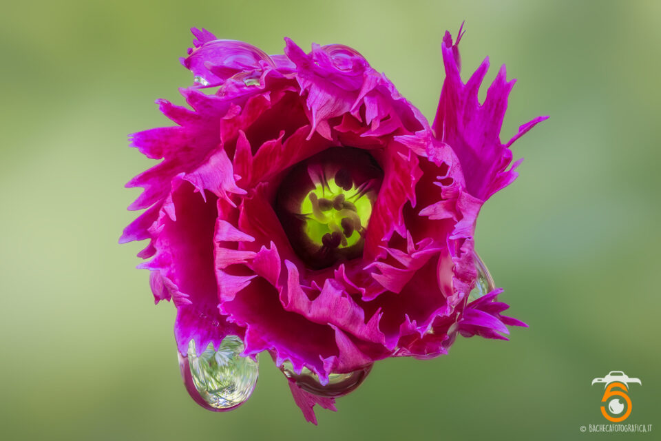 Foto Macro