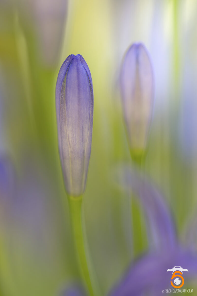 Foto Macro