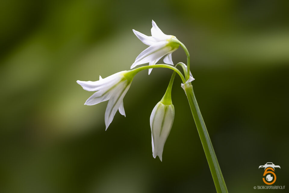 Fiori & Piante