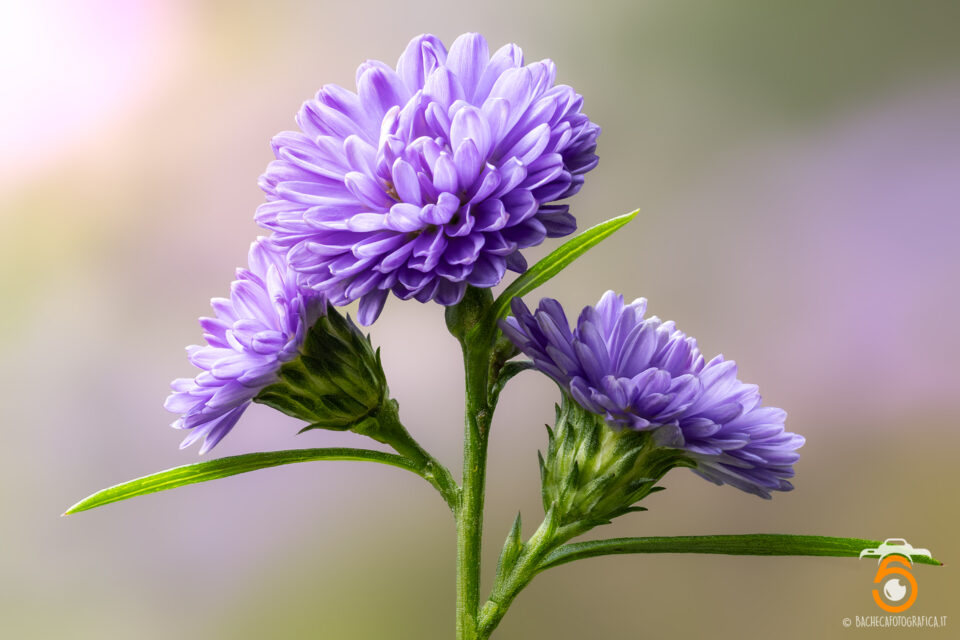 Fiori & Piante