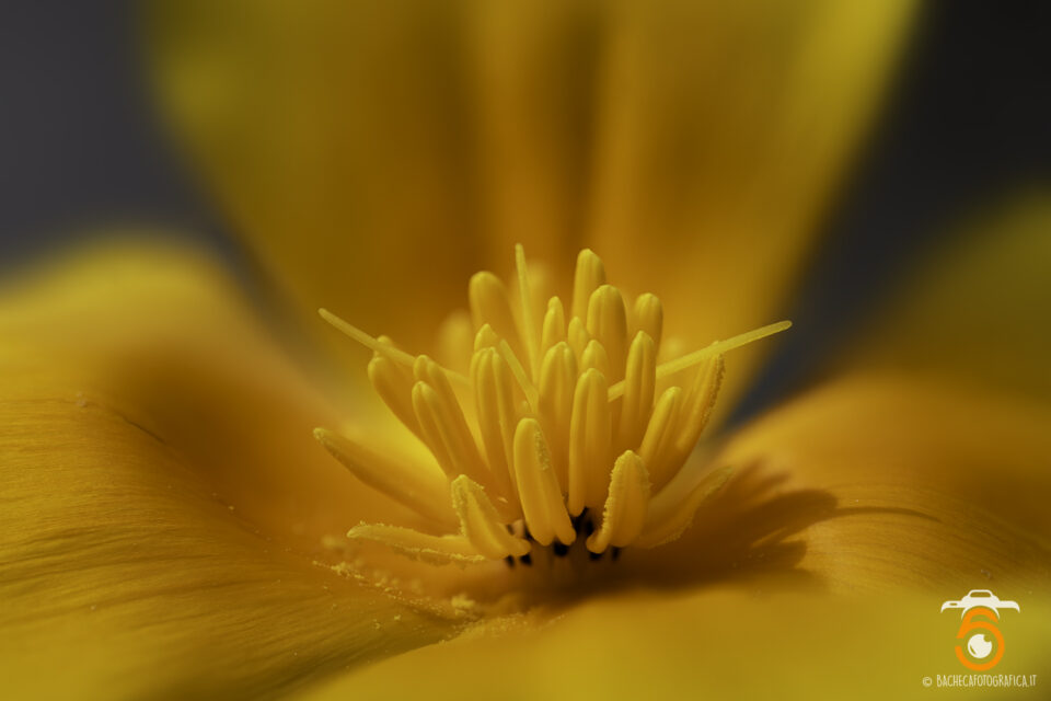 Foto Macro