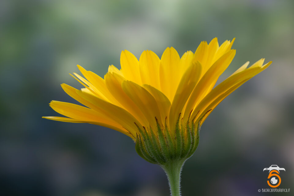 Fiori & Piante