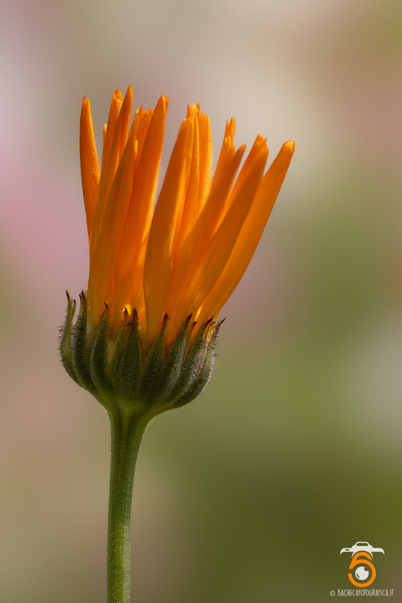 Fiori & Piante