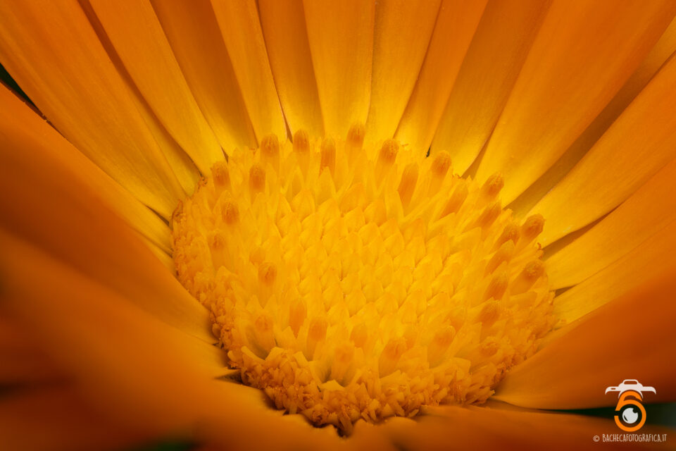 Foto Macro