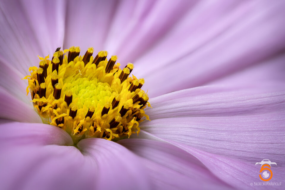 Foto Macro