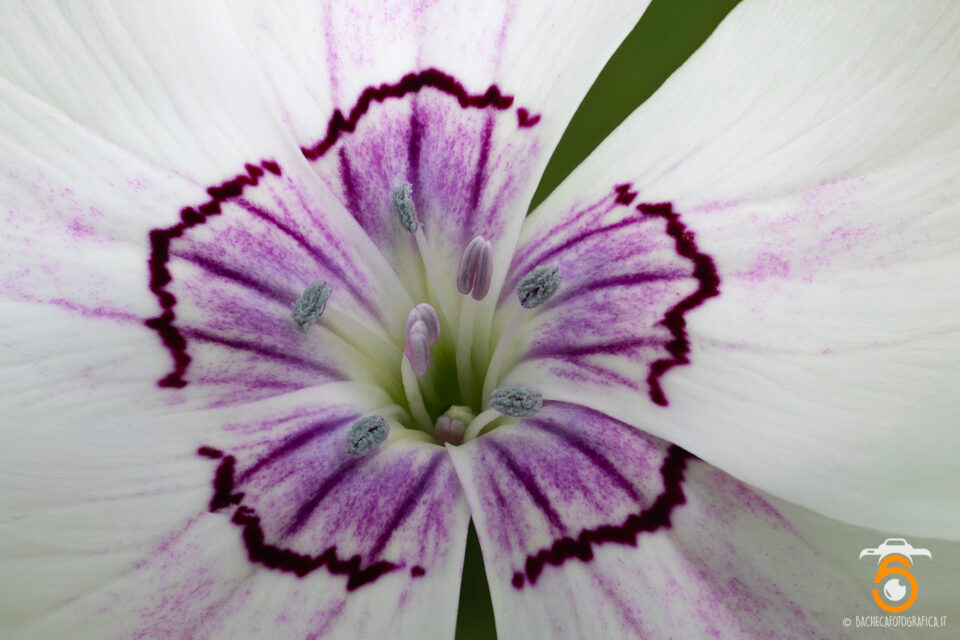 Foto Macro