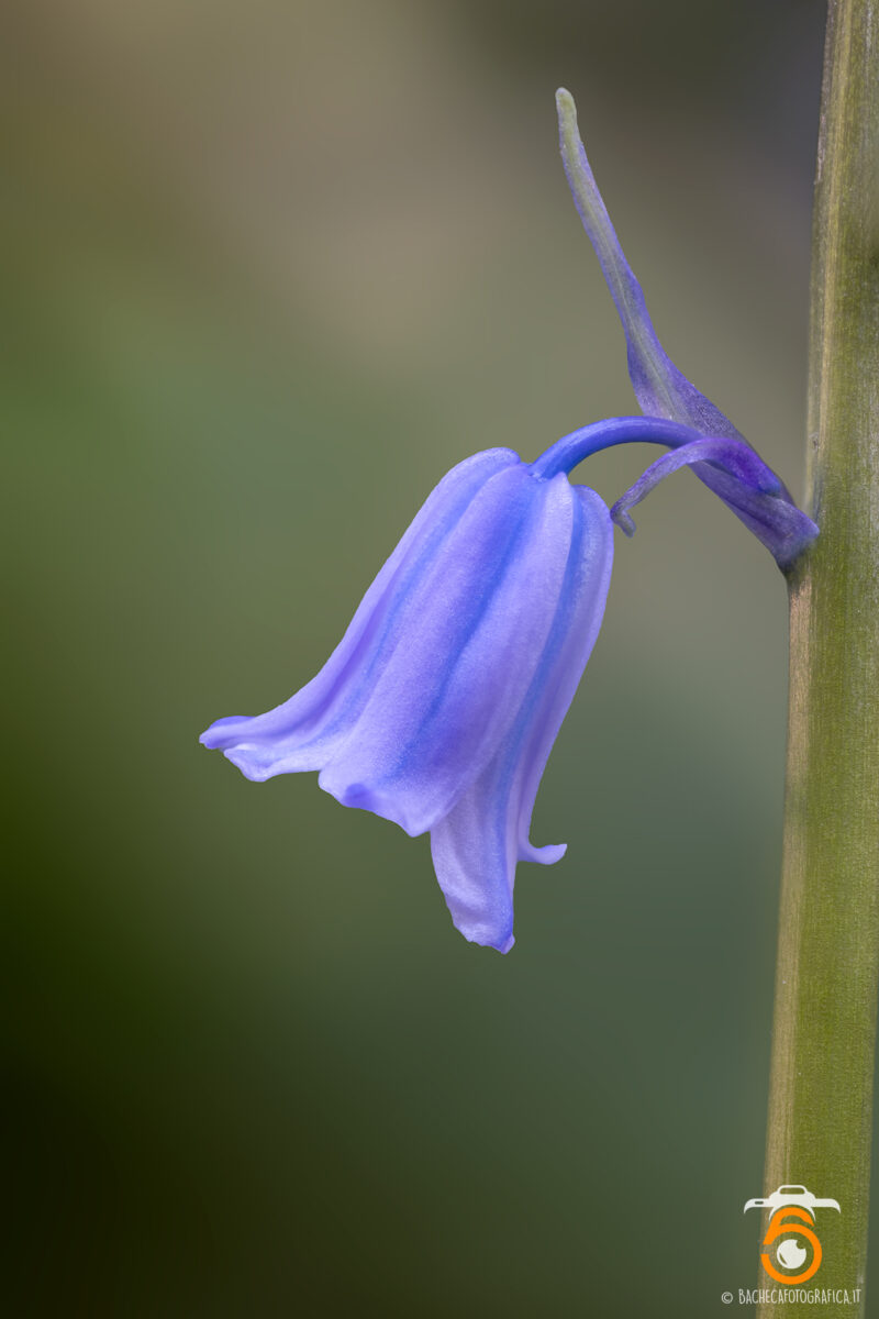 Fiori & Piante