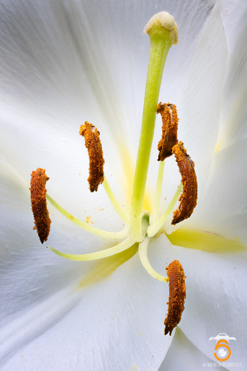 Foto Macro