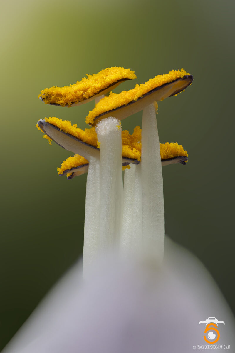 Foto Macro