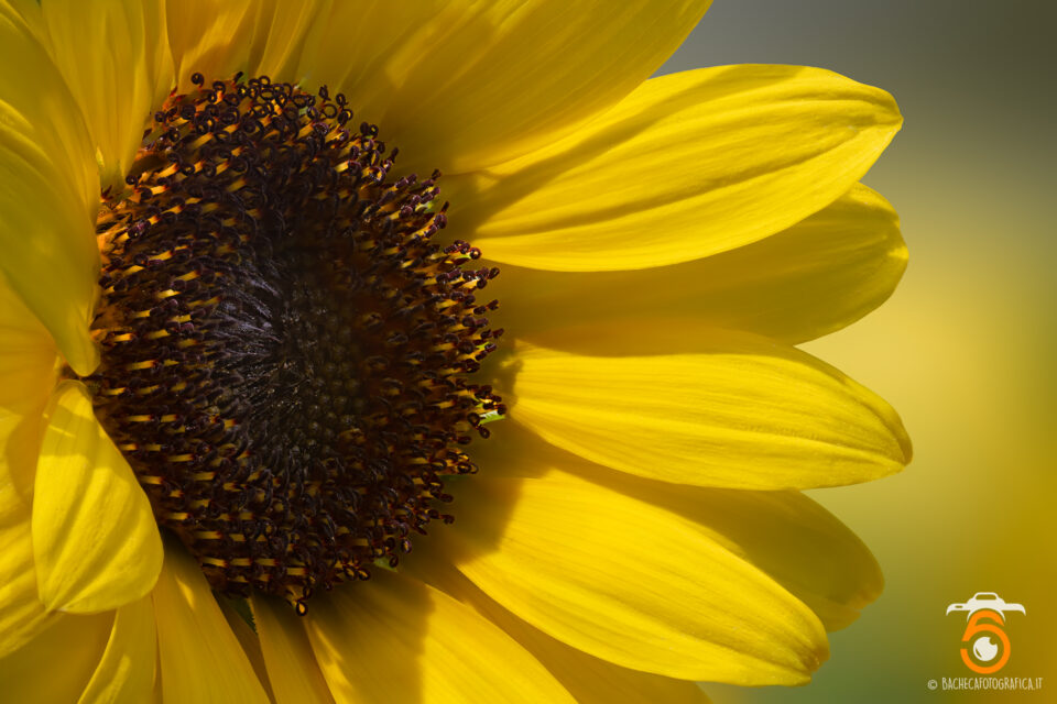 Foto Macro