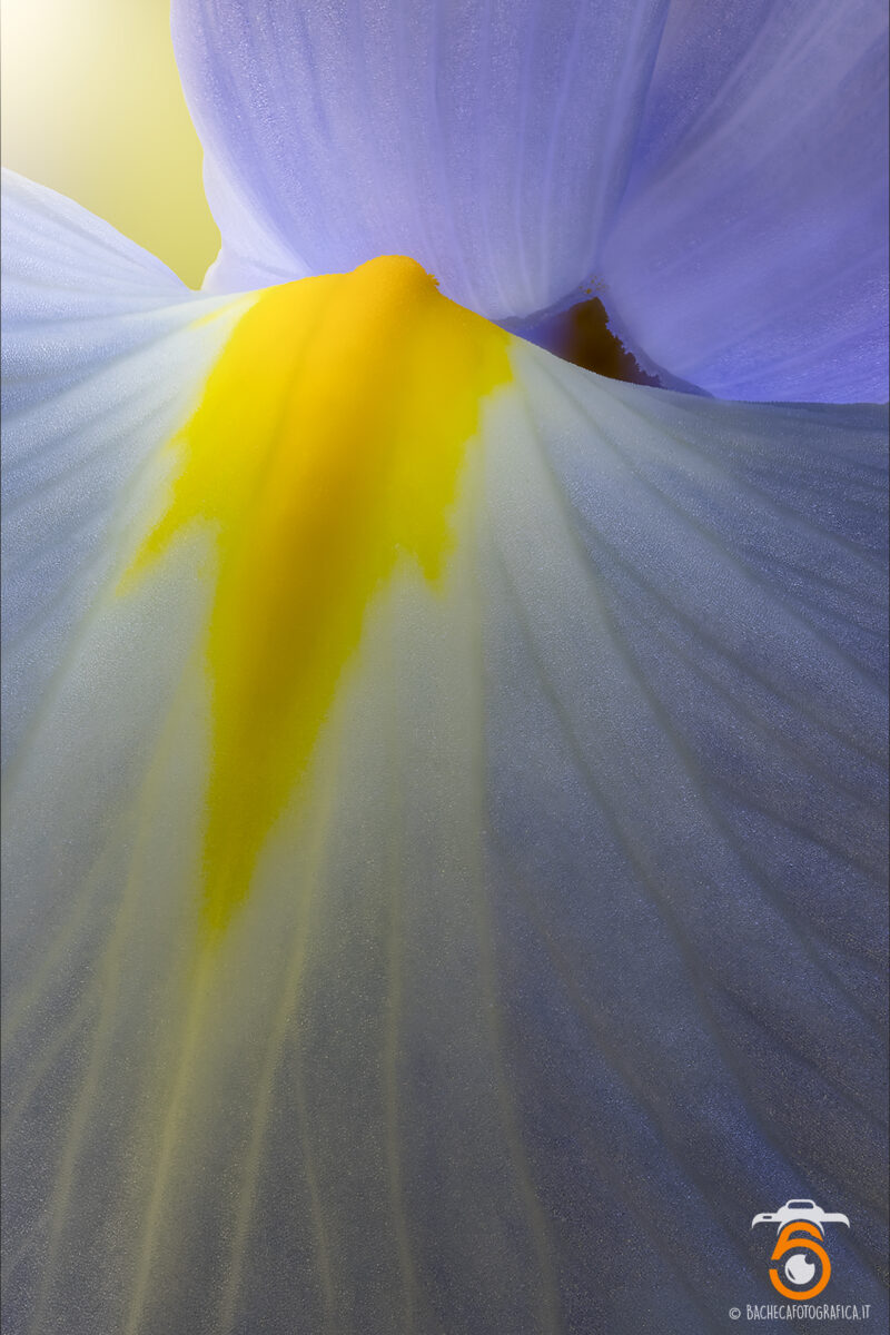 Foto Macro