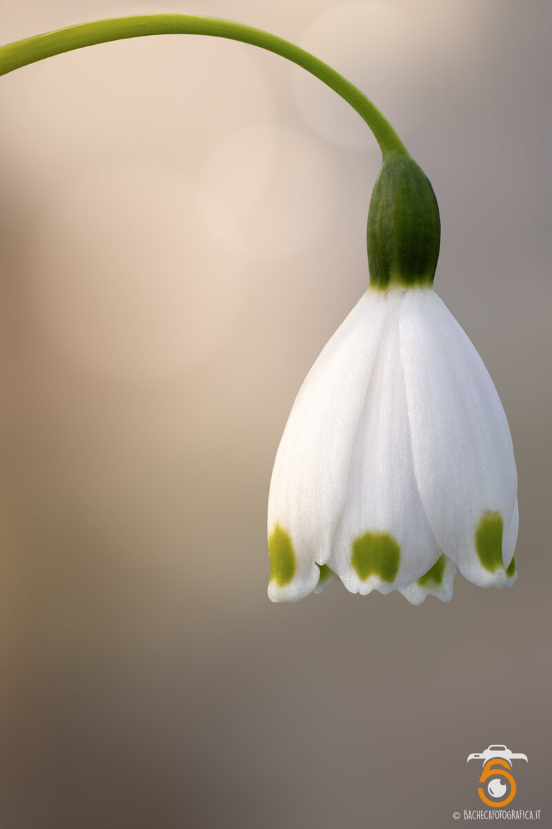 Foto Macro