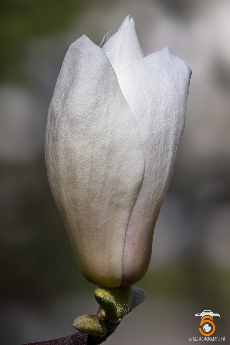 Foto Macro