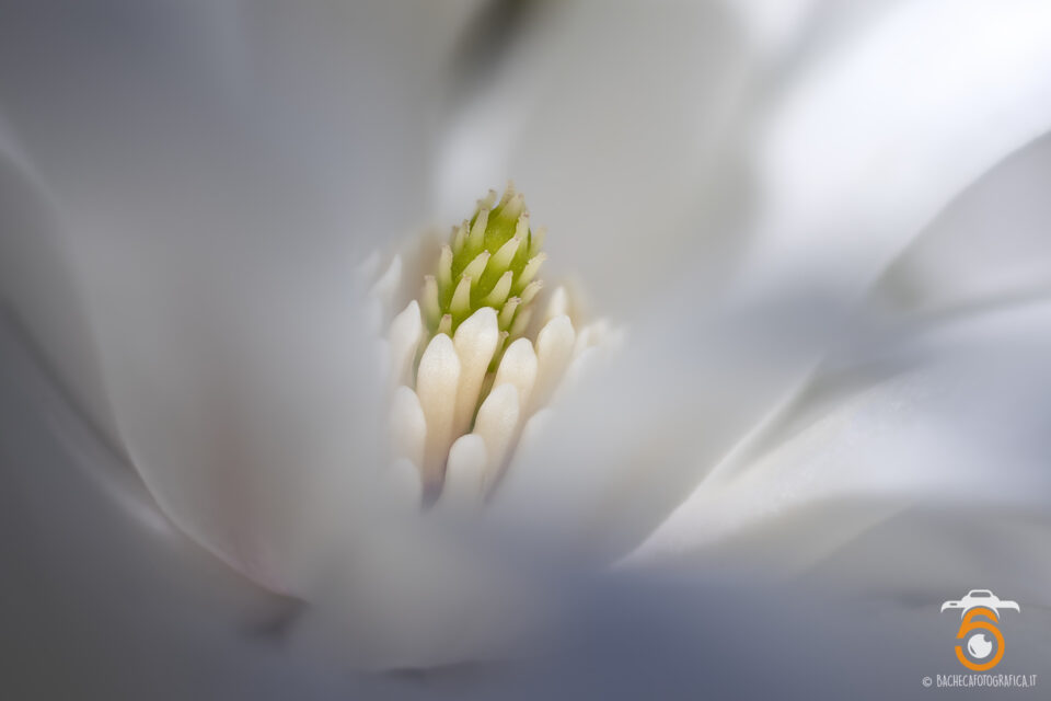 Foto Macro