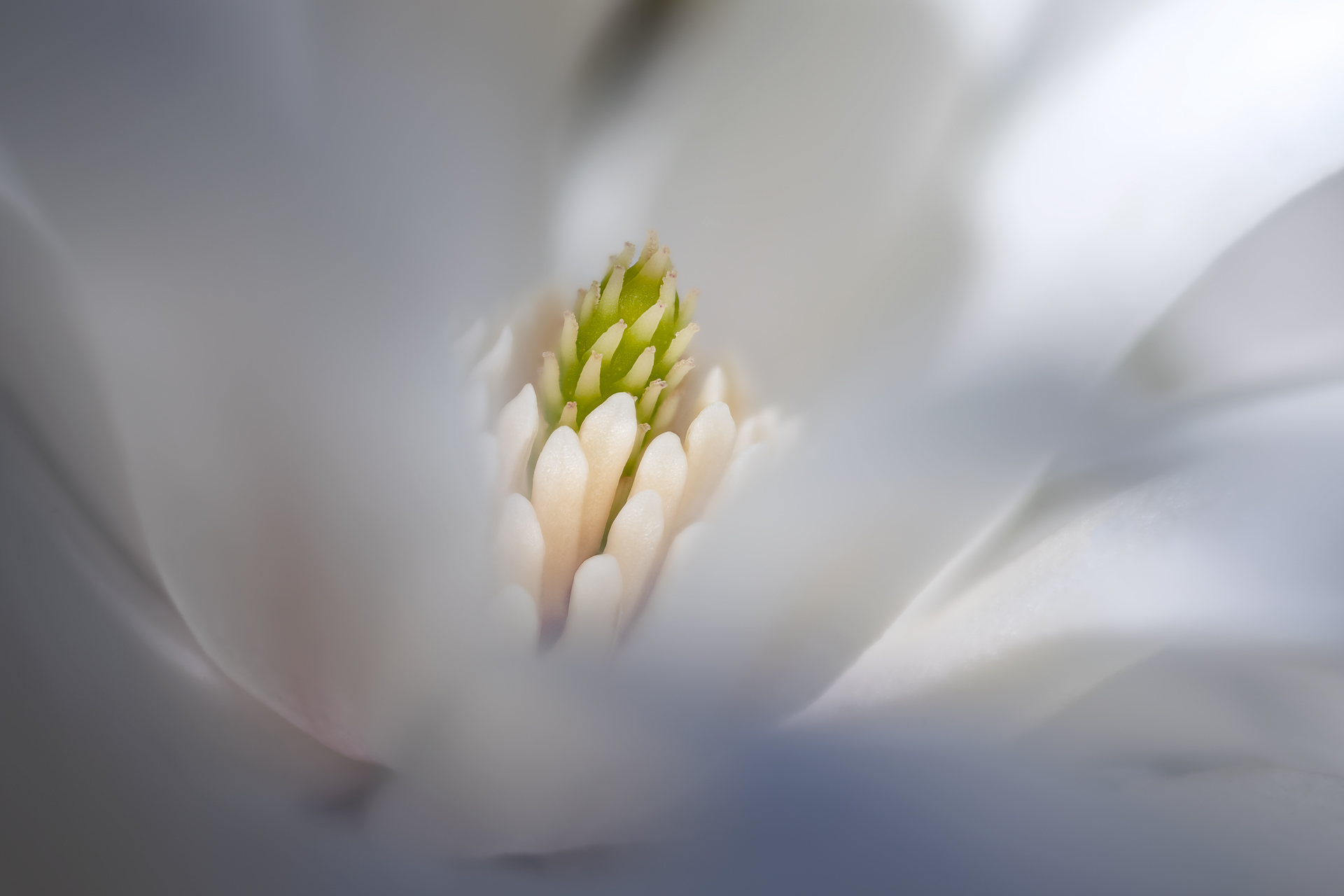 Foto Macro