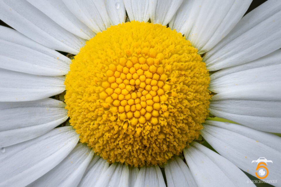 Foto Macro