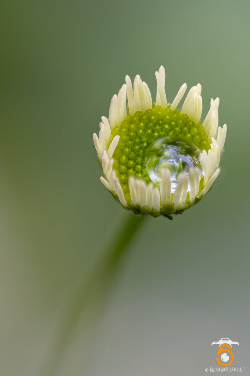 Foto Macro