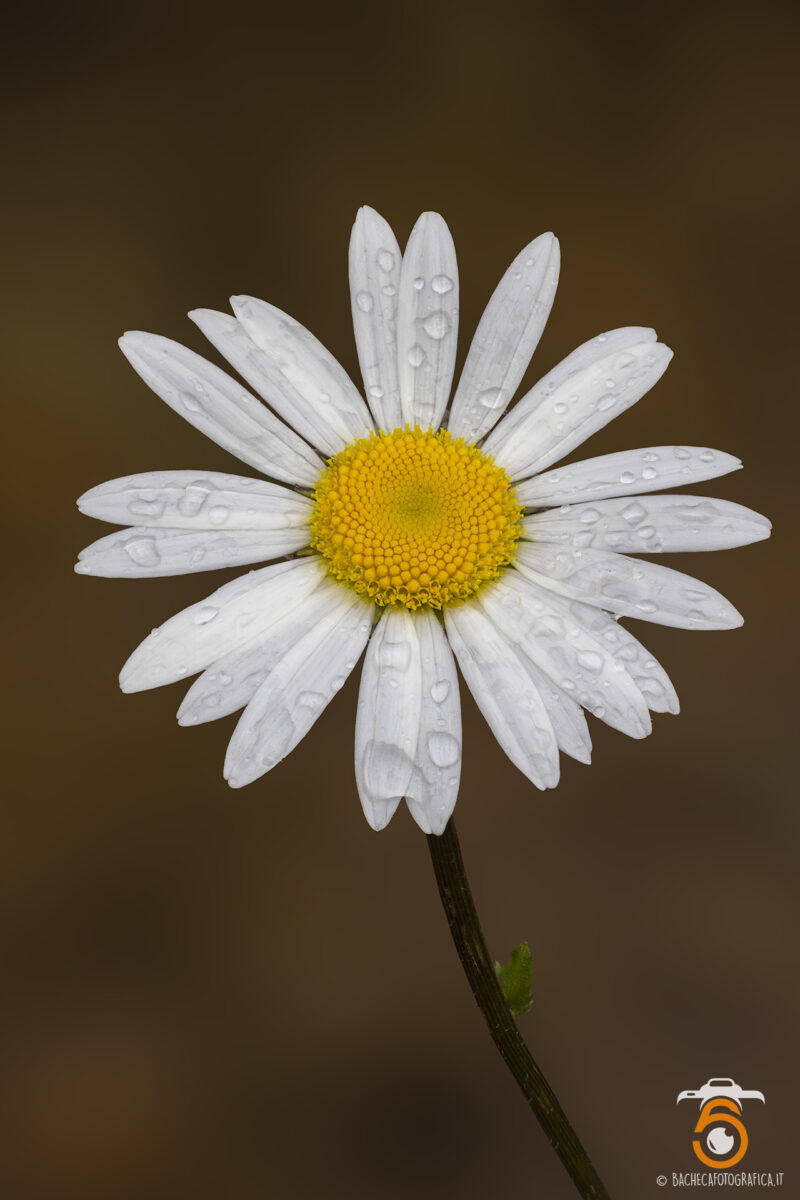 Fiori & Piante