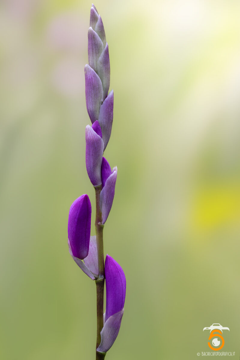 Fiori & Piante