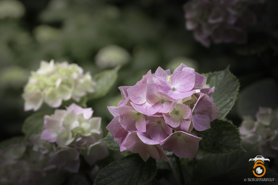 Fiori & Piante