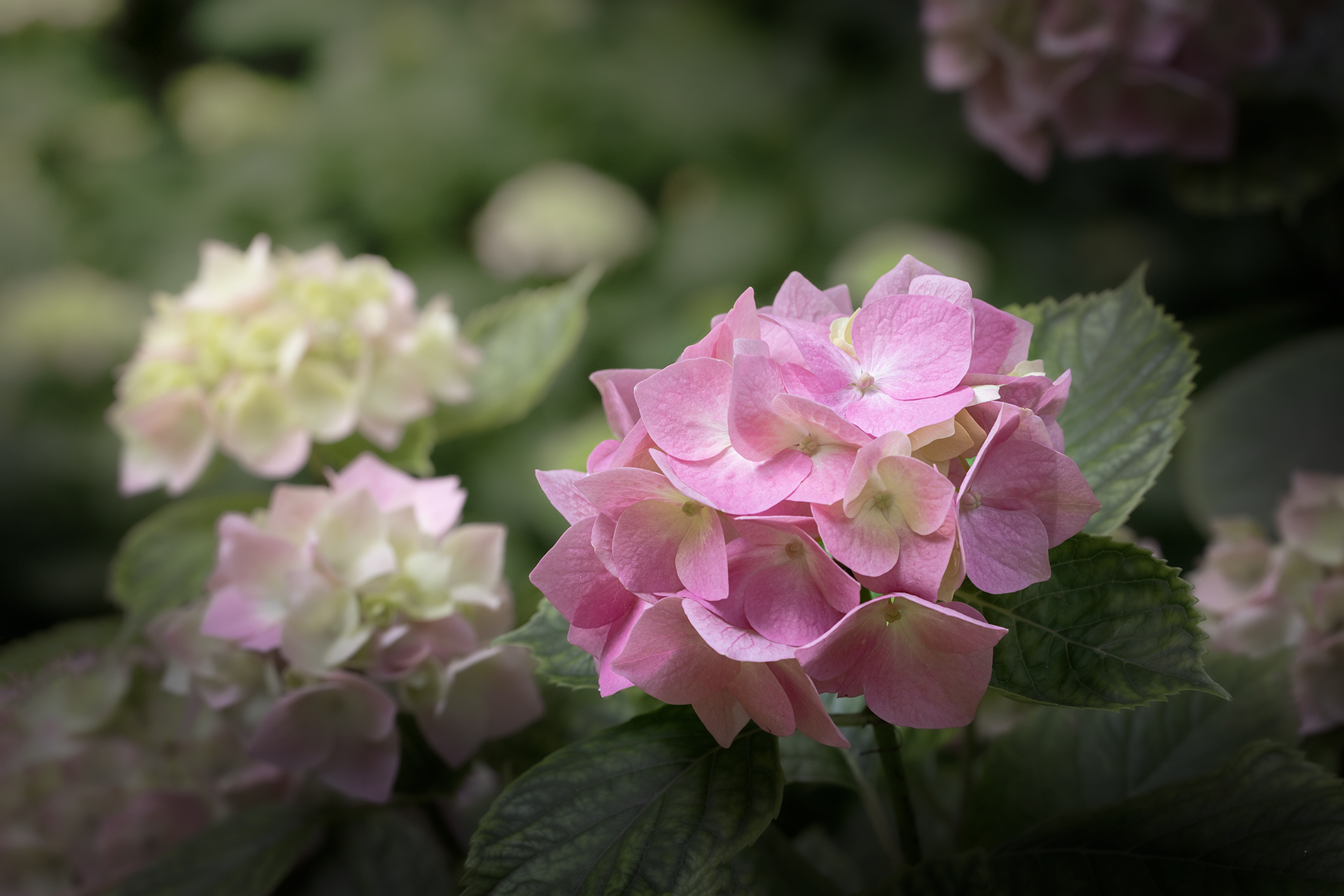 Fiori & Piante