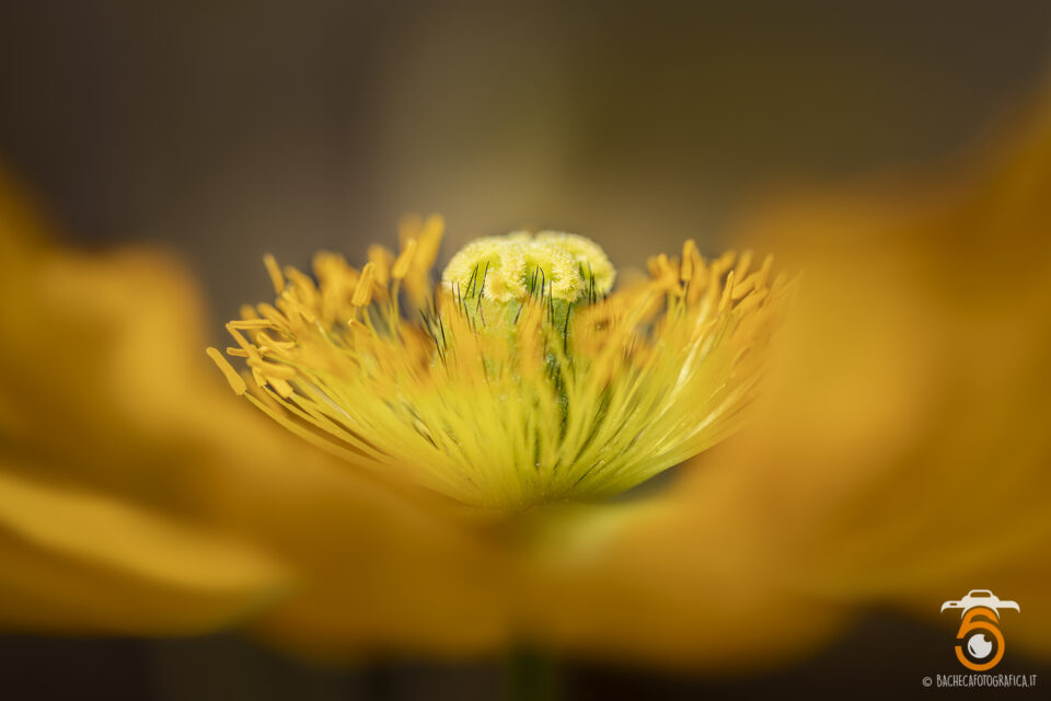 Foto Macro