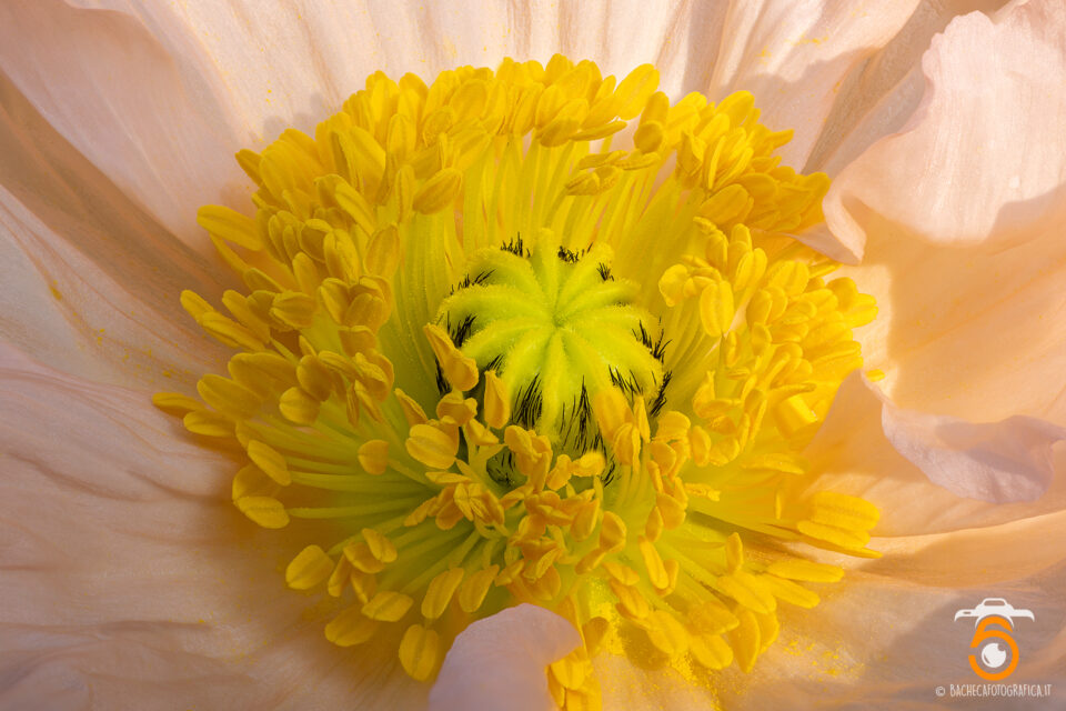 Foto Macro