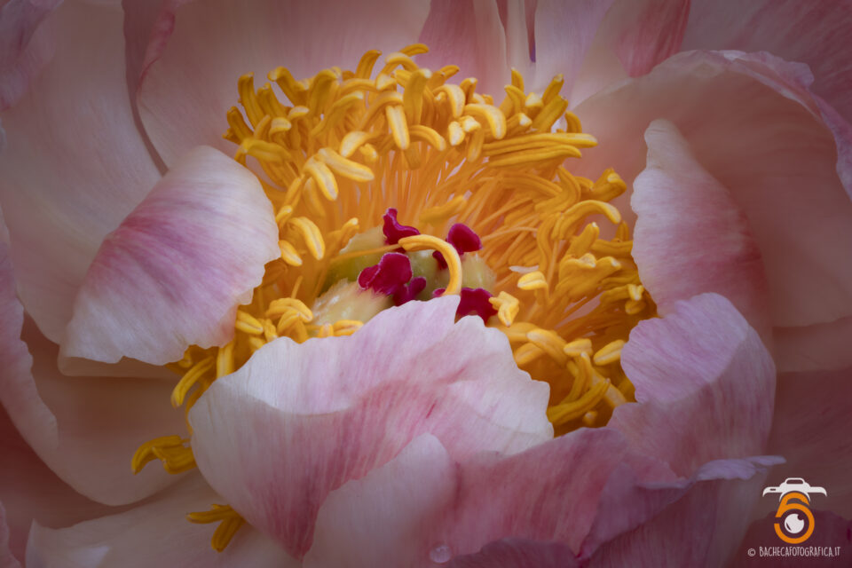 Foto Macro