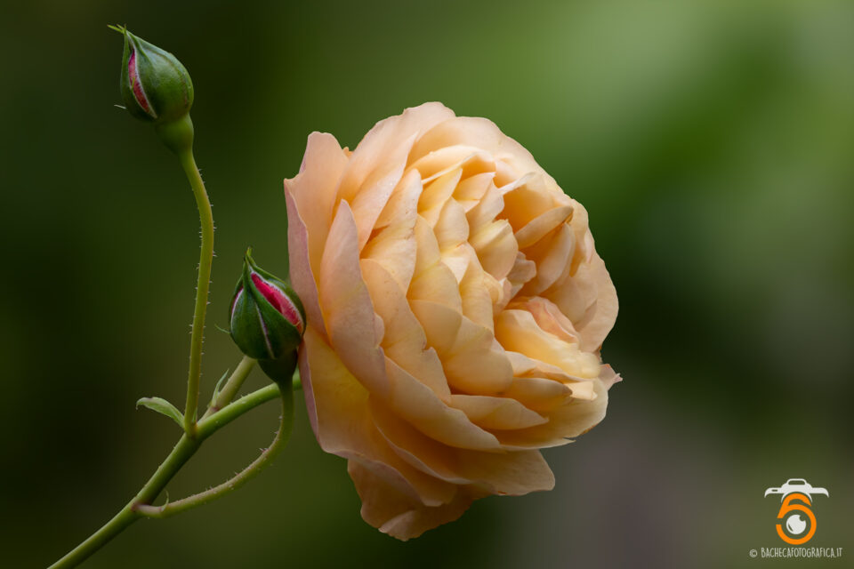 Fiori & Piante