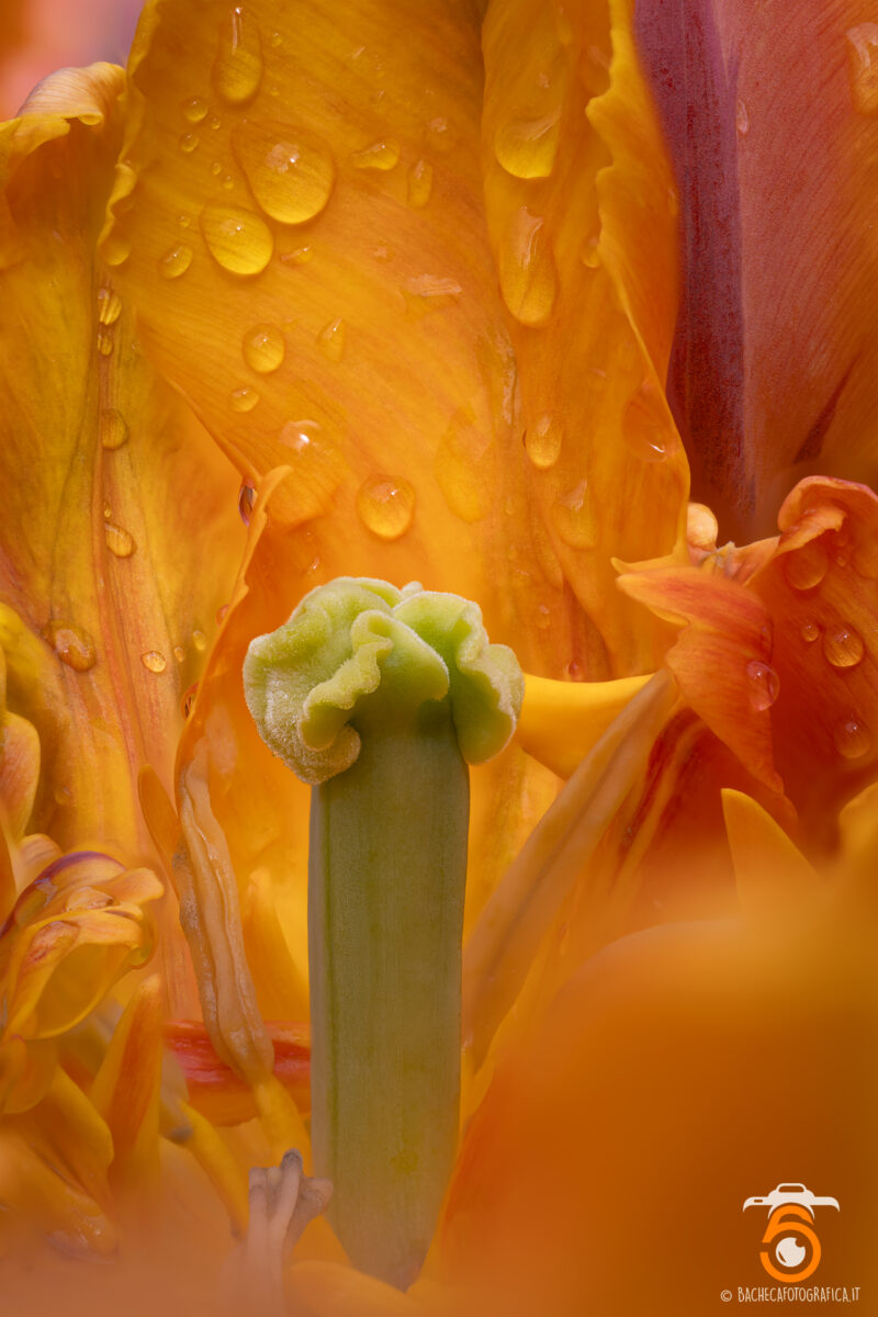 Tulipani & Narcisi