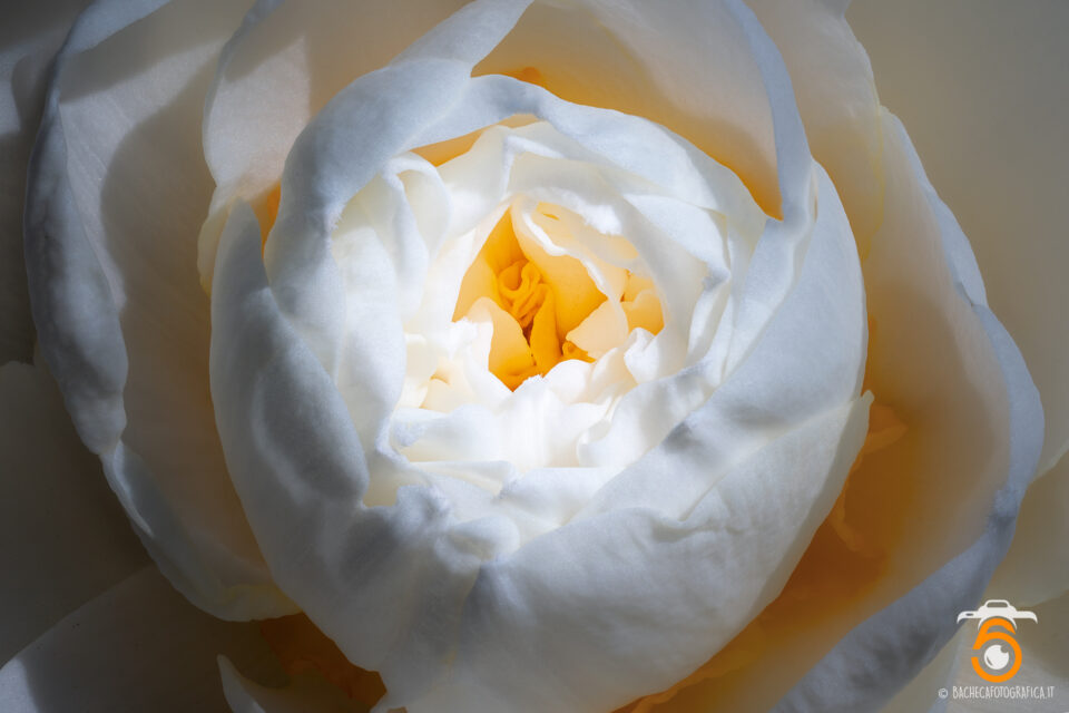 Tulipani & Narcisi
