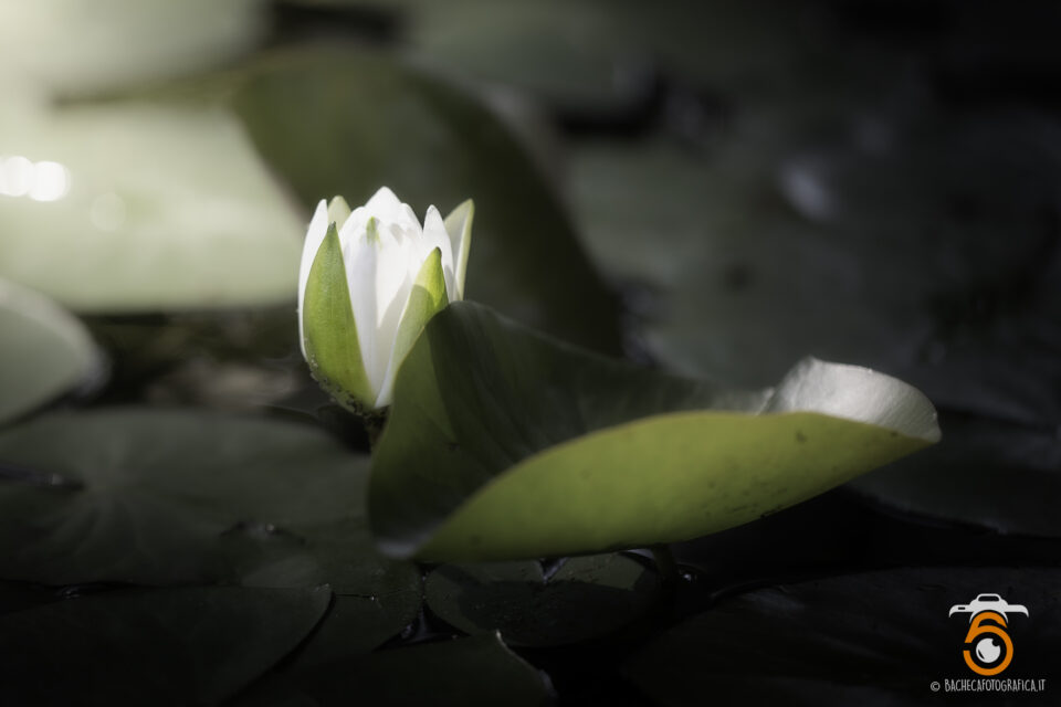 Piante Acquatiche