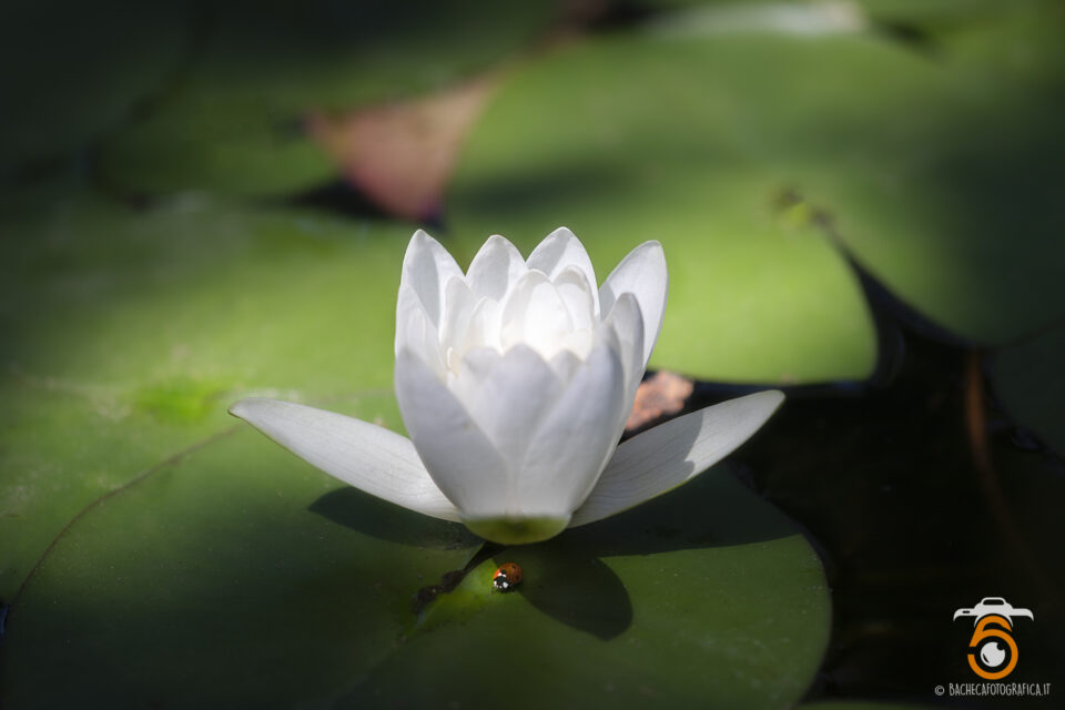 Piante Acquatiche
