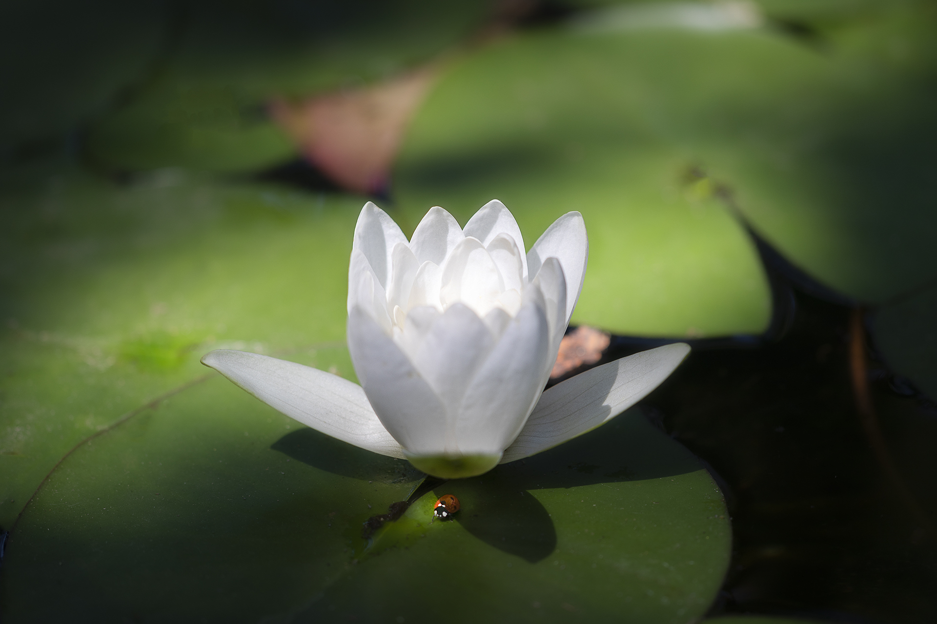 Piante Acquatiche