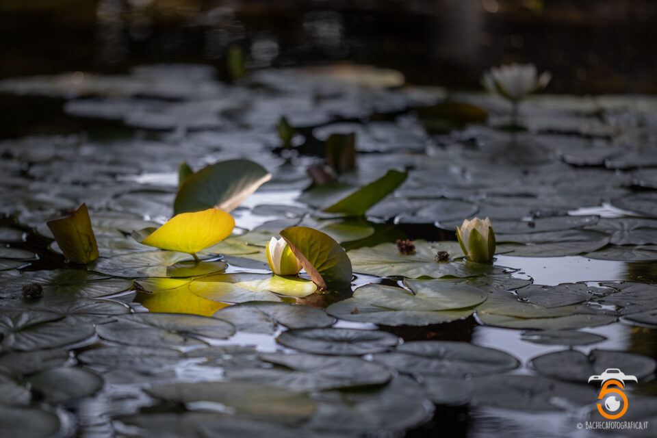 Piante Acquatiche