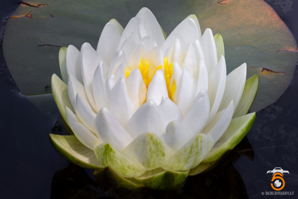 Piante Acquatiche