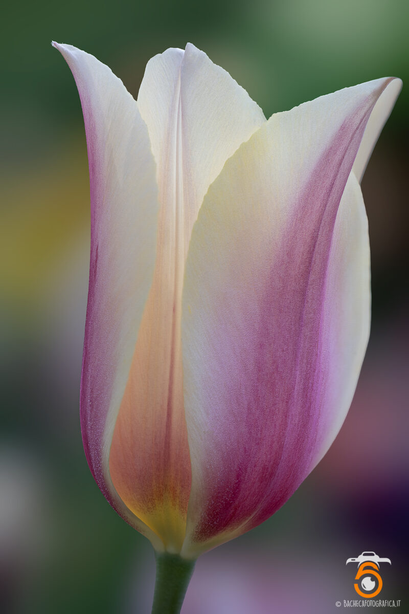 Tulipani & Narcisi