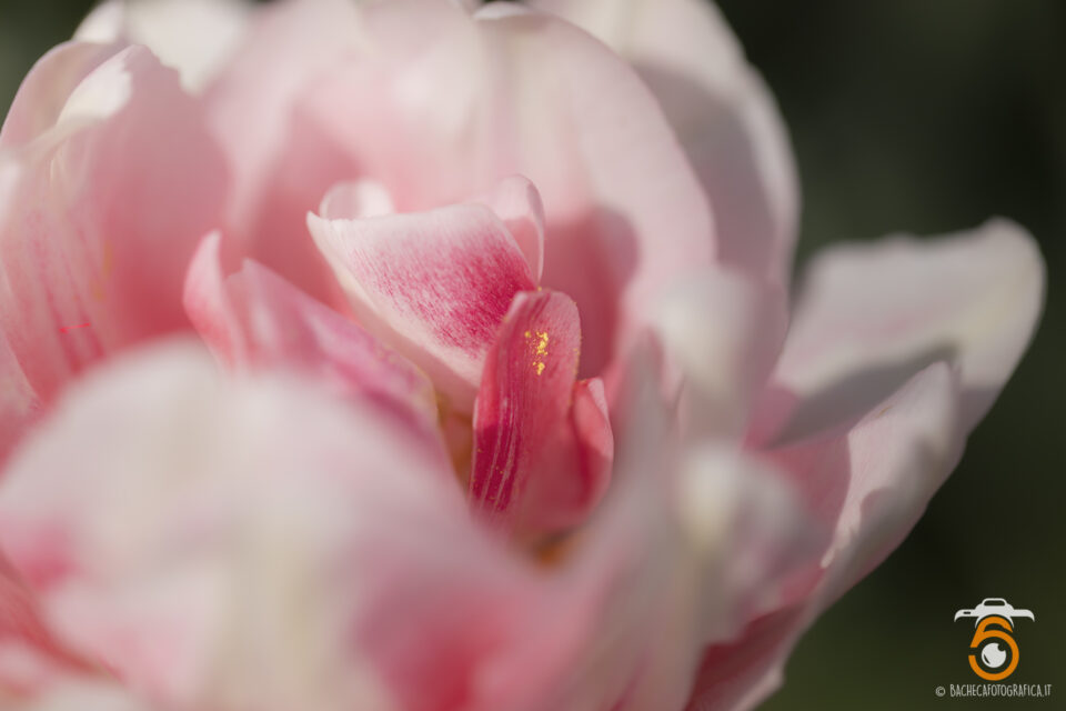 Tulipani & Narcisi