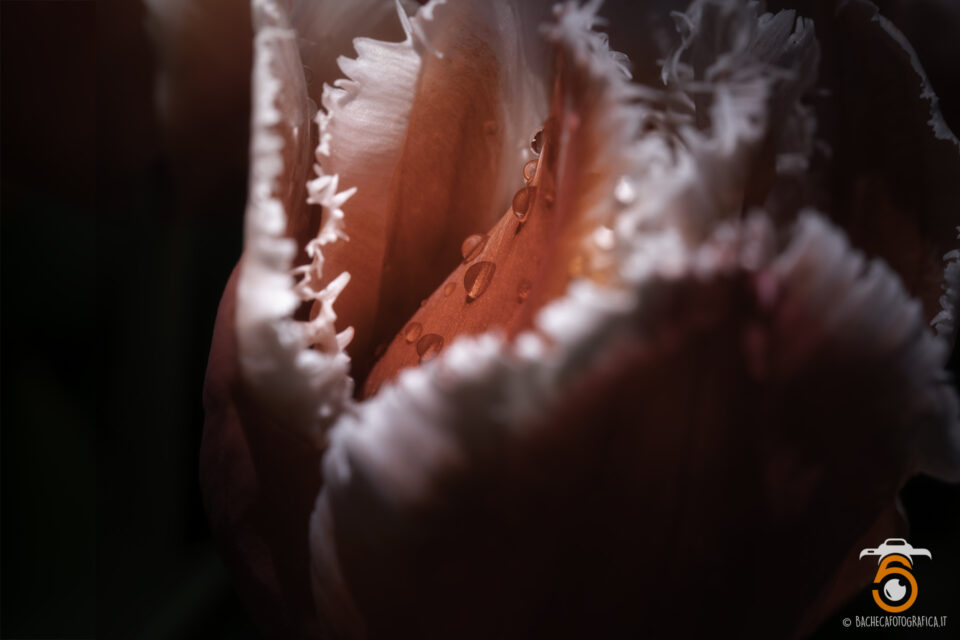 Tulipani & Narcisi
