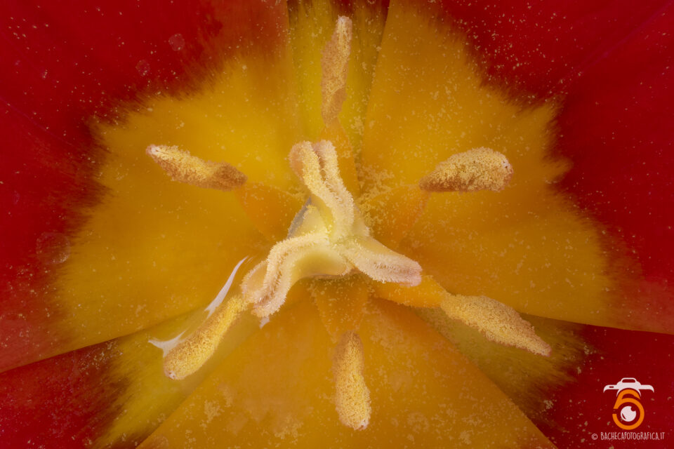 Tulipani & Narcisi