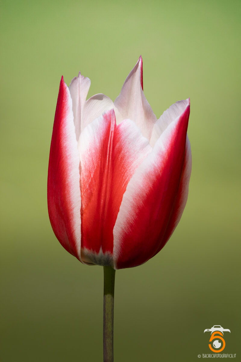 Tulipani & Narcisi