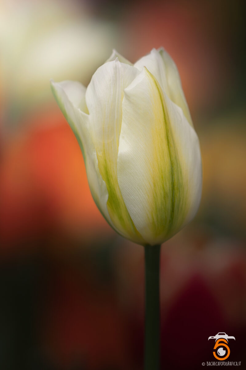 Tulipani & Narcisi