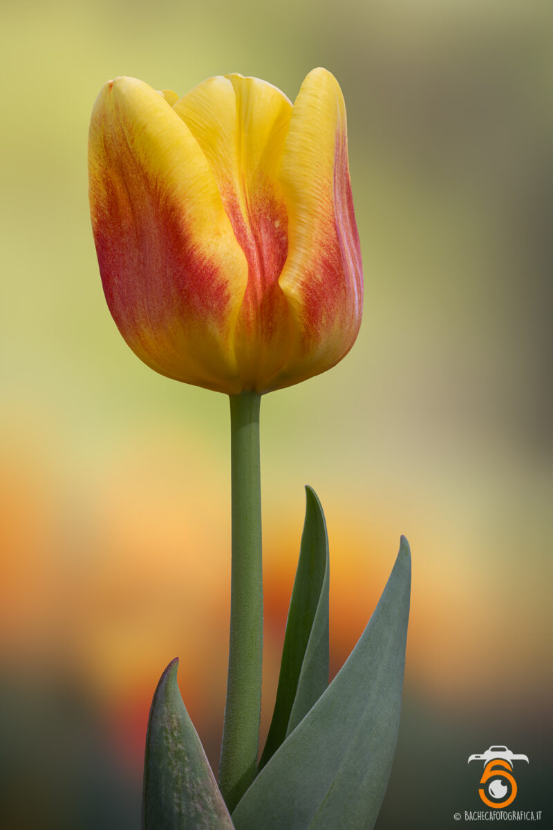 Tulipani & Narcisi