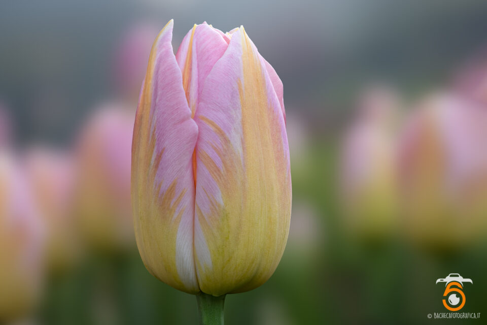 Tulipani & Narcisi