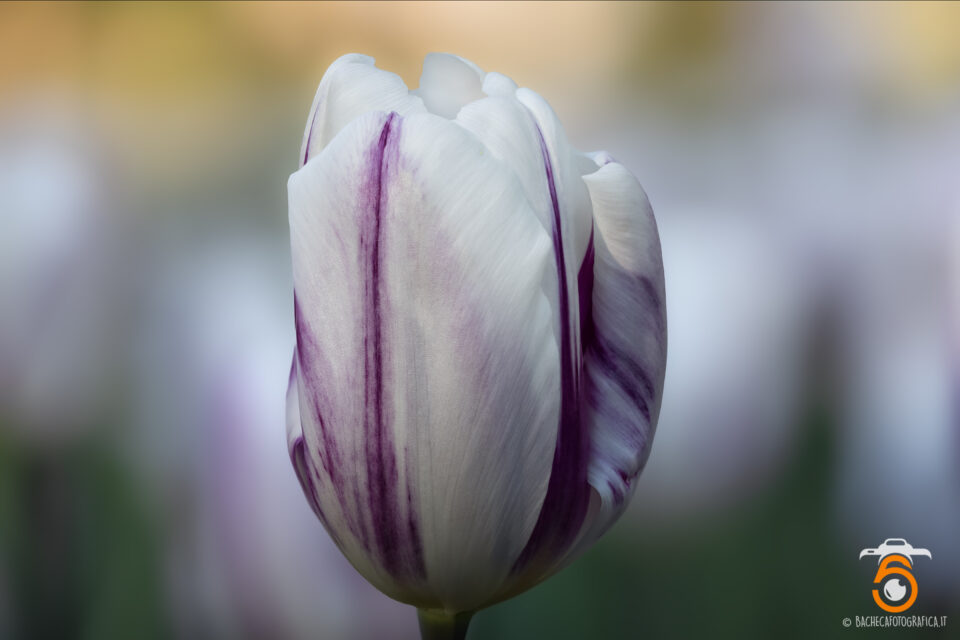 Tulipani & Narcisi