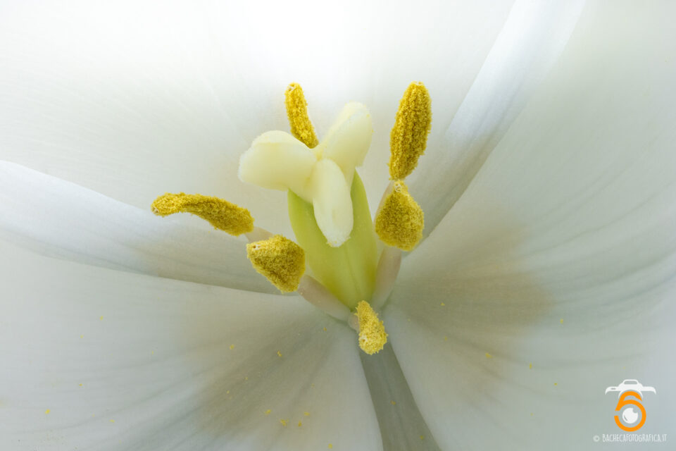 Tulipani & Narcisi