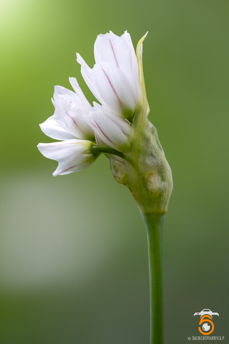 Foto Macro