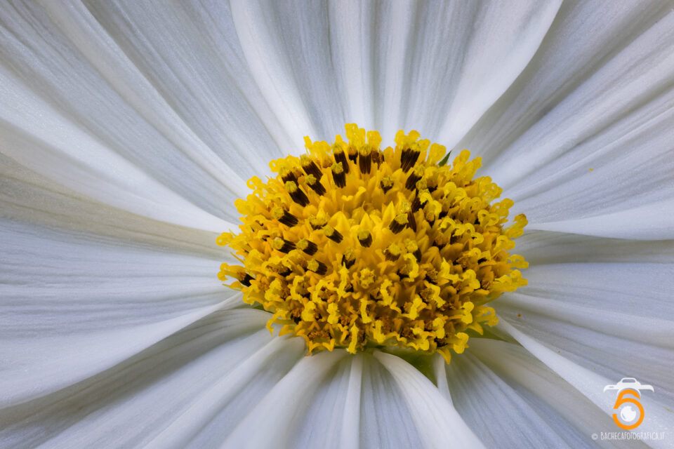 Foto Macro